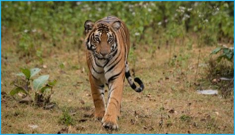 Discovering The Life Of Annamalai: A Fascinating Biography